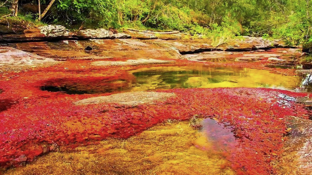 Bức tranh thiên nhiên đầy màu sắc của sông Cano Cristales