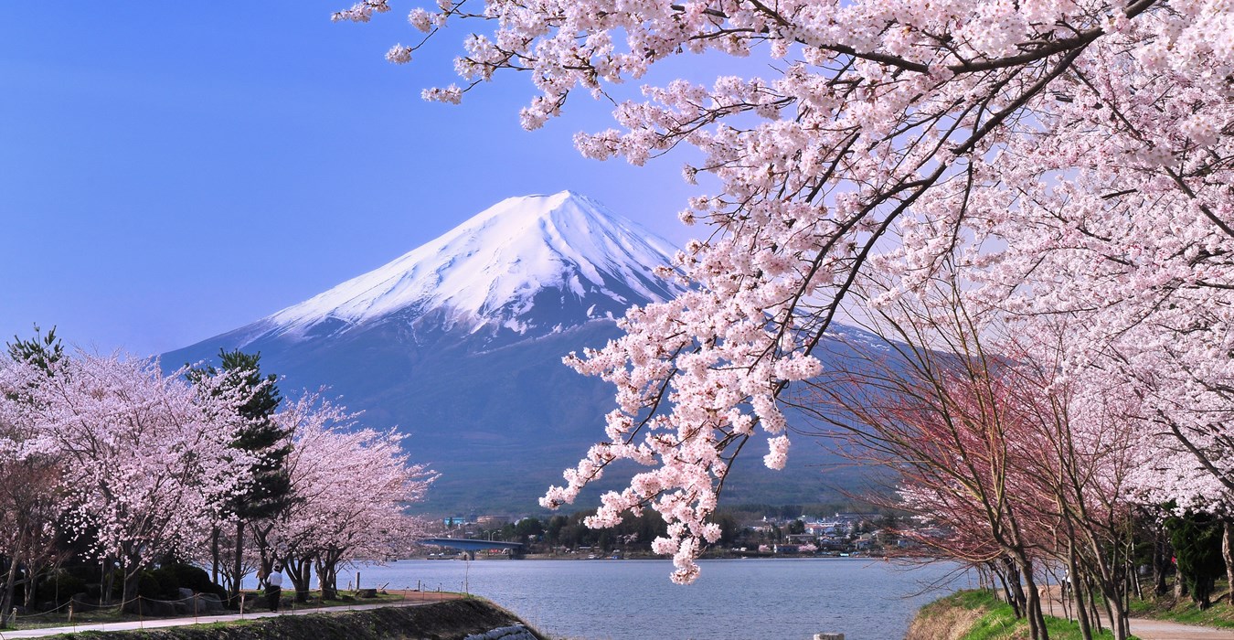 Vào mùa xuân là lúc hoa Anh Đào nở rộ tại Nhật
