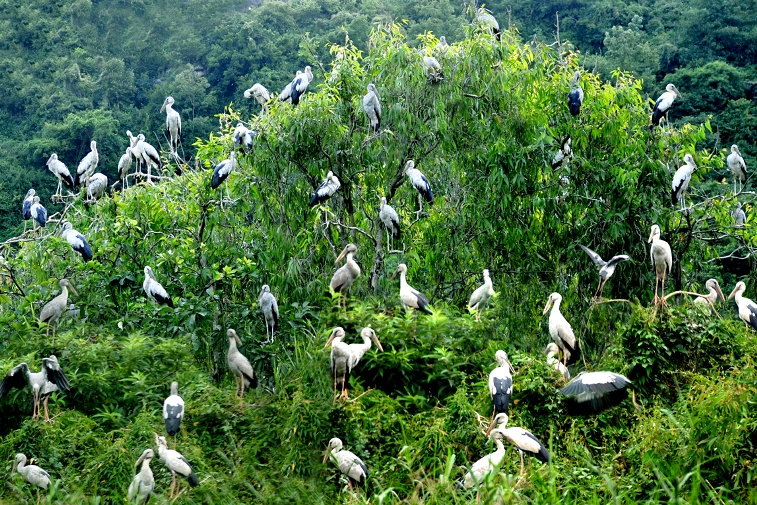 Hòa mình cùng thiên nhiên tại vườn chim Thung Nham - Ninh Bình