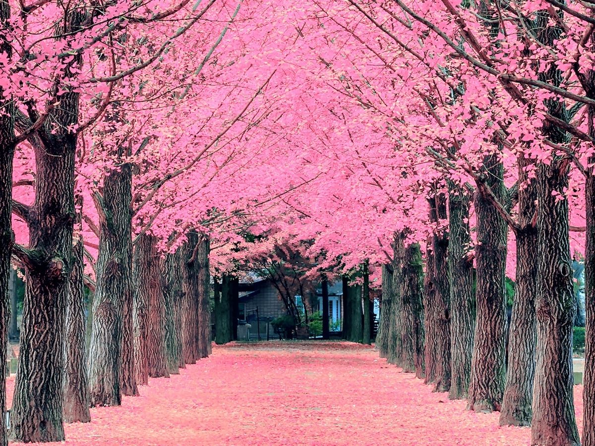 top 6 địa điểm ngắm hoa anh đào đẹp nhất Hàn Quốc